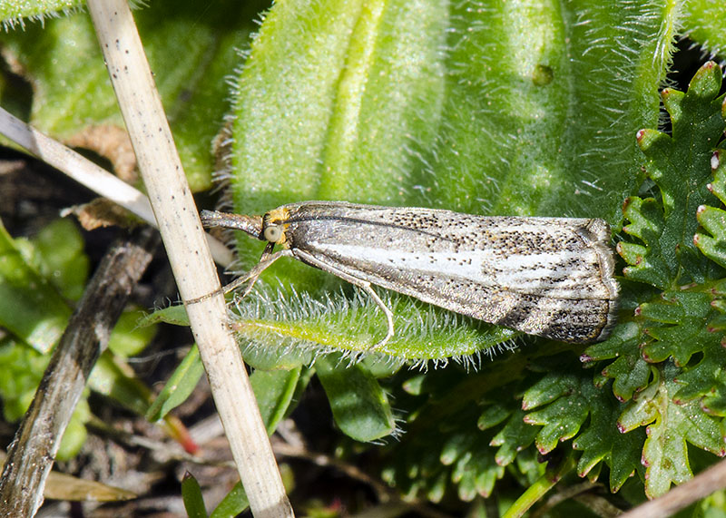 Crambidae - Thisanotia chysonuchella